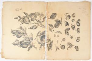 cca 1880-1900 Gyümölcsöket, virágokat ábrázoló nagyméretű nyomatok, 3 db, "A. Wenger, Hanley, E...