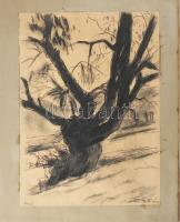 Barta István (1892-1976): Ágas-bogas, 1966. Szén, tus, papír, jelzett. Papírra kasírozva. 42,5x30,5 ...