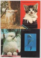 31 db MODERN motívum képeslap: állatok / 31 MODERN motive postcards: animals