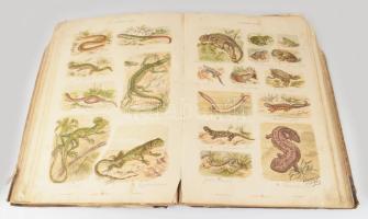 Hayek, von. Gustav: Grosser Handatlas der Naturgeschichte aller drei Reiche. Wien, Leipzig, 1885. Mo...