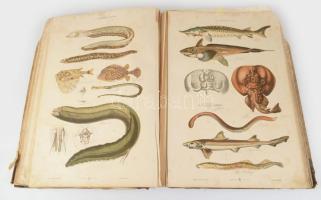 Hayek, von. Gustav: Grosser Handatlas der Naturgeschichte aller drei Reiche. Wien, Leipzig, 1885. Mo...