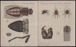ca 1820 Pókok rovarok 2 db színezett rézmetszet 19x24 cm