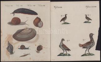 ca 1820 Csigák, madarak 2 db színezett rézmetszet 19x24 cm