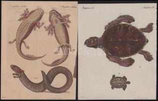 ca 1820 Óriás teknős, gyíkok, orrszarvú 3 db színezett rézmetszet 19x24 cm