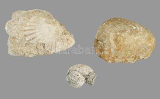 3 darab kagyló, csiga fosszília, h: 12,5 cm