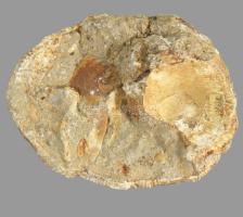 3 darab kagyló, csiga fosszília, h: 12,5 cm