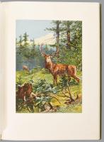 Allers, Christian Wilhelm ; Ganghofer, Ludwig: Das deutsche Jägerbuch : mit 12 Monatsbildern in Aqua...