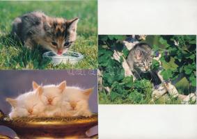 MACSKÁK - 31 db MODERN képeslap, közte nagyalakúak / CATS - 31 modern postcards