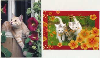 MACSKÁK - 31 db MODERN képeslap, közte nagyalakúak / CATS - 31 modern postcards