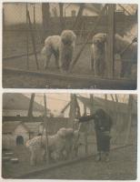 Kutyák - 2 db RÉGI fotó / dogs - 2 pre-1945 photos