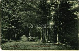 1910 Lőcsefüred, Lőcse-fürdő, Levocské Kúpele (Lőcse, Levoca); Erdő részlet Daniházánál. Braun Fülöp...