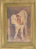 Edvi Illés Aladár (1858-1927): Boci. Akvarell, papír, jelzett, üvegezett fakeretben, 48×32,5 cm