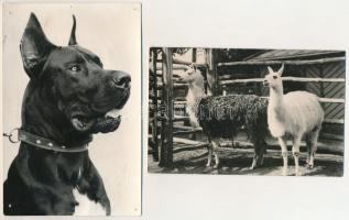 ÁLLATOK - 26 db MODERN képeslap vegyes minőségben / ANIMALS - 26 modern postcards in mixed quality