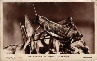 1935 Familiers du Maroc, la sauterelle / szöcske / the grasshopper. Flandrin photo (EK)