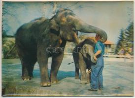 Elefántok, 3D modern képeslap / elephants, 3D modern postcard