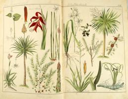 Schubert, G. H. von: Naturgeschichte des Pflanzenreichs in Bildern: nach der Anordnung des allgemein...