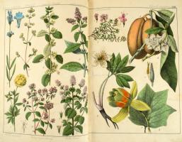 Schubert, G. H. von: Naturgeschichte des Pflanzenreichs in Bildern: nach der Anordnung des allgemein...