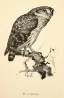 Herman Ottó: A madarak hasznáról és káráról. Csörgey Titusz képeivel. Bp., 1901., (Franklin-ny.), 4+...