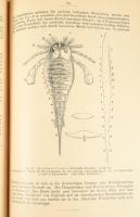 (Fosszília gyűjtés) Der Petrefaktensammler. Fraas, E. Ein Leitfaden zum Sammeln und Bestimmen der Ve...