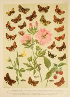 (Lepkekönyv, Lepidoptera ) Fr. Berge's Schmetterlingsbuch. Bearbeitet von H. von Heinemann. Dur...