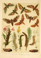 (Lepkekönyv, Lepidoptera ) Fr. Berge's Schmetterlingsbuch. Bearbeitet von H. von Heinemann. Dur...