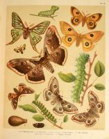 (Lepkekönyv, Lepidoptera ) Fr. Berge's Schmetterlingsbuch. Bearbeitet von H. von Heinemann. Dur...