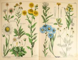 Gotthilf Heinrich von Schubert: Naturgeschichte des Pflanzenreichs nach dem Linnéschen System. 54 fe...