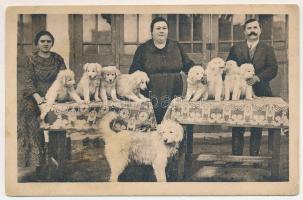 Kutyakölykök asztalokon / dog puppies on tables (EB)