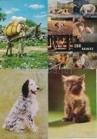 ÁLLATOK - 30 db MODERN képeslap / ANIMALS - 30 modern postcards