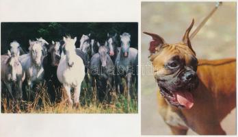 ÁLLATOK - 30 db MODERN képeslap / ANIMALS - 30 modern postcards