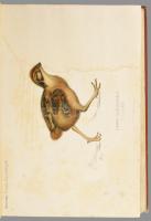 Hermann Ottó: Az északi madárhegyek tájáról. Bp., 1893., Kir. M. Természettudományi Társulat, VIII+5...