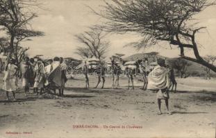 Dire Daoua camels