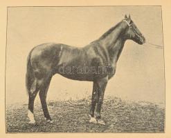 Mócsy László - Mócsy János: Lótenyésztés. Gazdasági tanácsadó 12. Bp.,1921, Athenaeum, 128 p. Egészo...