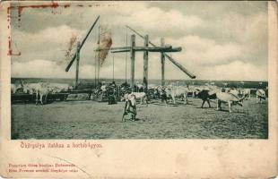 Hortobágy, ökörgulya itatása; kiadja Pongrácz Géza, Kiss Ferencz eredeti fényképe után (fl)