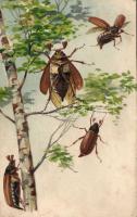 May bugs litho (EK)