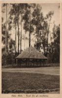 Addis Abeba Eucalyptus pavillon (fa)