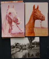 Lovak 700 db modern képeslap Németh Ferenc, díjnyertes zsoké, Imperiál lovasától / Horses 700 modern postcards from an award winner jockey