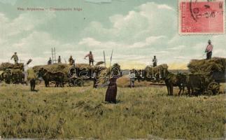 Wheat harvest in Argentina (fa)