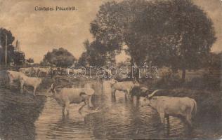 Pécel szürkemarhák (EK)