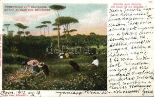 Grado Belvedere pinewood (EK)