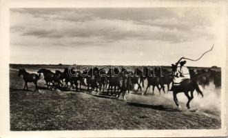 Herd on the Hortobágy photo