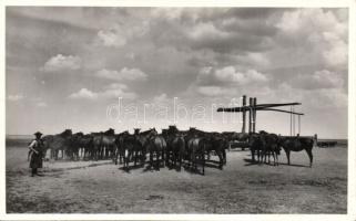Herd on the Hortobágy photo