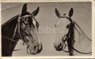 Horses photo (EB)
