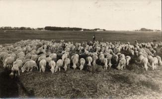 Kecskemét Bugac puszta photo