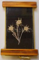 3 db havasi gyopár a Magas-Tátrából üvegezve