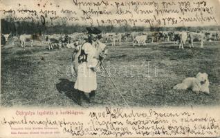 Hortobágy ökörgulya legeltetés