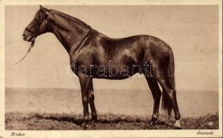 Santorb in Kisbér (EB)