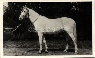 Siglavy-Bagdady, Arabian thoroughbred stallion from the Royal Hungarian state-stud at Bábolna photo