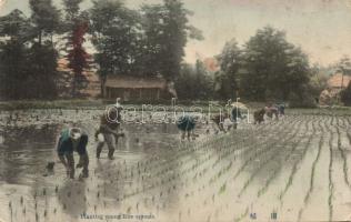 Planting young Rice sprouts in Japan