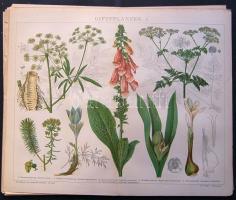 cca 1880 Növények 27 db acélmetszet és litho kép nagyrészt 25x30 cm (egy két hibás, de alapvetően jó állapotban)  / Vintage etchings and litho pictures of plants mainly  25x30